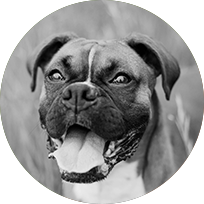 dog_image.png